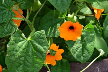 Bahçedeki güzel parlak çiçekler