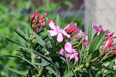 Bahçedeki pembe çiçekleri kapat.