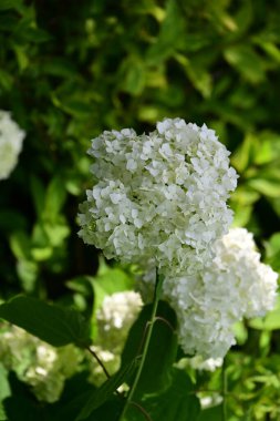 Bahçedeki güzel ortanca çiçekleri