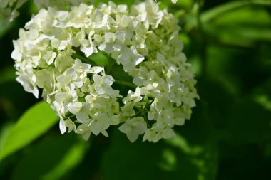 Bahçedeki güzel ortanca çiçekleri