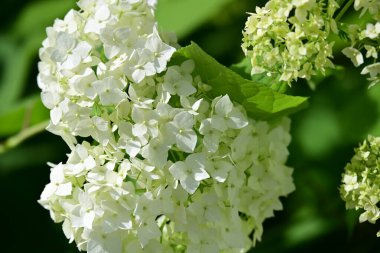 Bahçedeki güzel ortanca çiçekleri