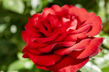 Bahçede kırmızı gül 