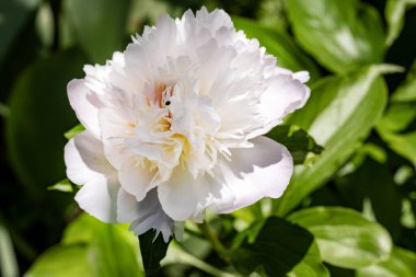 Bahçedeki güzel beyaz çiçekler