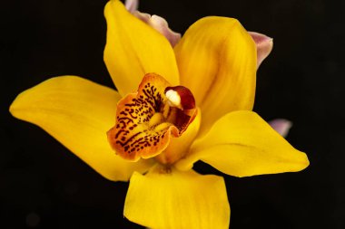 Bahçedeki güzel parlak çiçekler