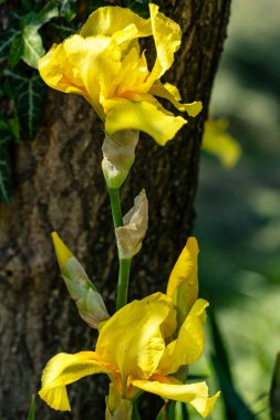 Bahçedeki güzel parlak çiçekler