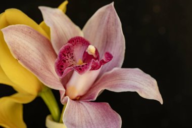 Güzel çiçek, çiçek konsepti...