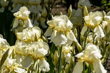 Bahçede büyüyen güzel çiçeklerin yakın çekim görüntüsü                         
