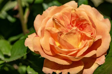 Bahçede güzel bir gül