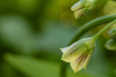Güneşli yaz gününde bahçede yetişen güzel çiçekler.