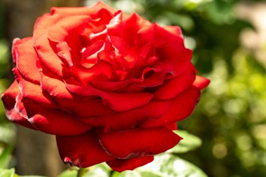 Bahçede kırmızı gül 