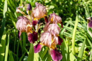 Bahçede büyüyen güzel çiçeklerin yakın çekim görüntüsü                         