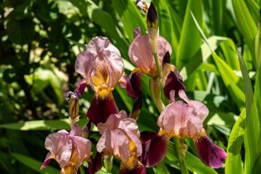 Bahçede büyüyen güzel çiçeklerin yakın çekim görüntüsü                         