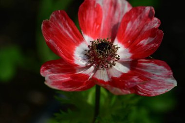 Bahçedeki güzel kırmızı çiçekler