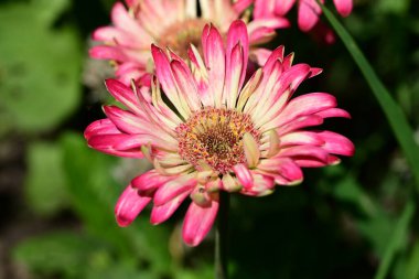 Bahçedeki pembe çiçekleri kapat.