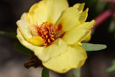 Bahçedeki güzel parlak çiçekler