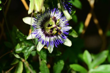 Bahçede büyüyen muhteşem mor çiçekler