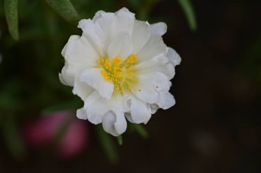 Bahçedeki güzel beyaz çiçekler