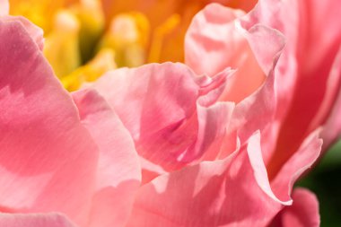 Bahar bahçesinde yetişen güzel çiçek 