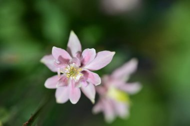 Bahçedeki pembe çiçekleri kapat.