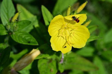 Bahar bahçesinde yetişen güzel çiçek 