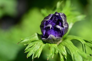 Bahar bahçesinde yetişen güzel çiçek 