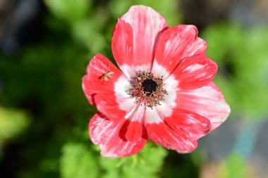 Bahar bahçesinde yetişen güzel çiçek 