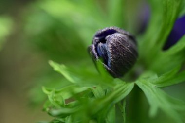 Bahar bahçesinde büyüyen güzel çiçek tomurcuğu 