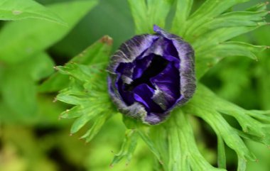 Bahar bahçesinde büyüyen güzel çiçek tomurcuğu 