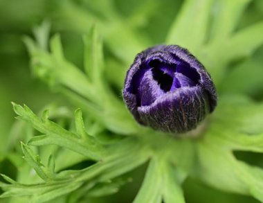 Bahar bahçesinde büyüyen güzel çiçek tomurcuğu 