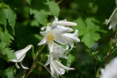 Güneşli yaz gününde bahçede yetişen güzel zambak çiçekleri. 