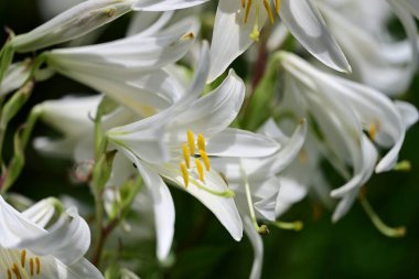 Güneşli yaz gününde bahçede yetişen güzel zambak çiçekleri. 