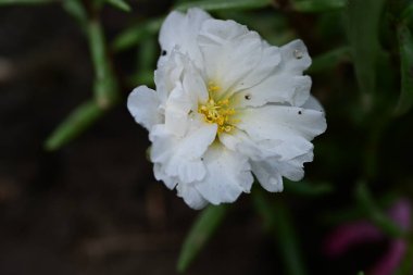 Bahçedeki güzel beyaz çiçekler