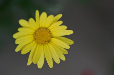 Bahçedeki güzel parlak çiçekler