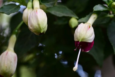Güneşli yaz gününde bahçede yetişen güzel çiçekler.