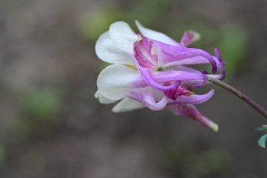 Bahçedeki pembe çiçekleri kapat.