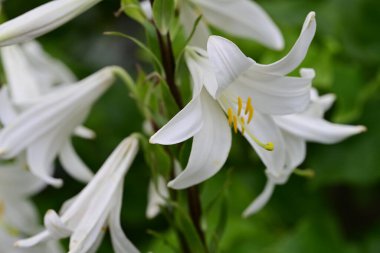 Güneşli yaz gününde bahçede yetişen güzel zambak çiçekleri. 