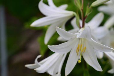 Güneşli yaz gününde bahçede yetişen güzel zambak çiçekleri. 