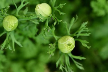 Güneşli yaz gününde bahçede yetişen güzel çiçekler.