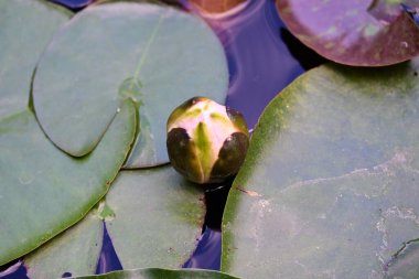 Gölette güzel pembe nilüfer çiçeği 