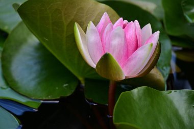 Gölette güzel pembe nilüfer çiçeği 