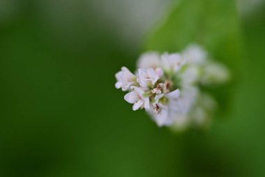 Bahçedeki güzel beyaz çiçekler
