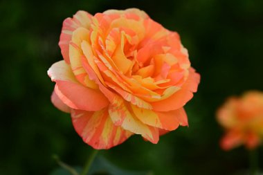 güzel gül bahçesinde yakın çekim