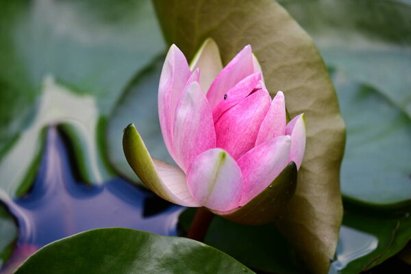 красивый розовый цветок лотоса в пруду 