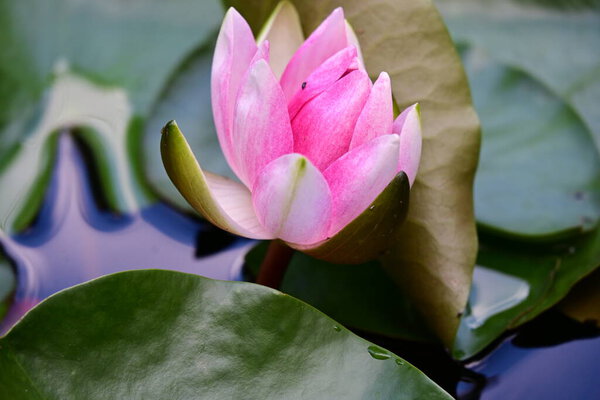 красивый розовый цветок лотоса в пруду 