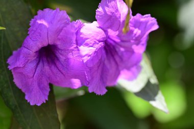 Bahçede büyüyen muhteşem mor çiçekler