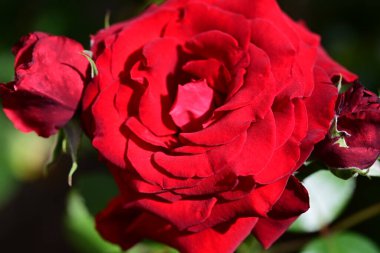 güzel gül bahçesinde yakın çekim