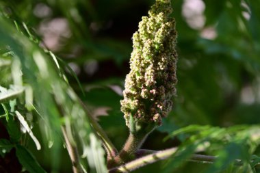 Güzel bir çiçeğin yakın çekimi.