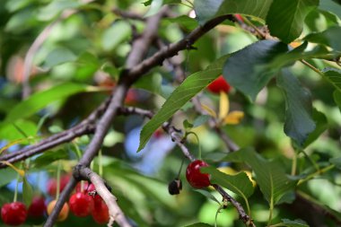 red cherries in a garden