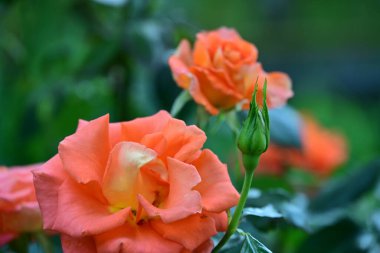 Bahçedeki güzel çiçekler