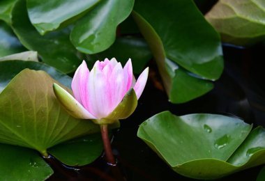 Gölette güzel pembe nilüfer çiçeği 